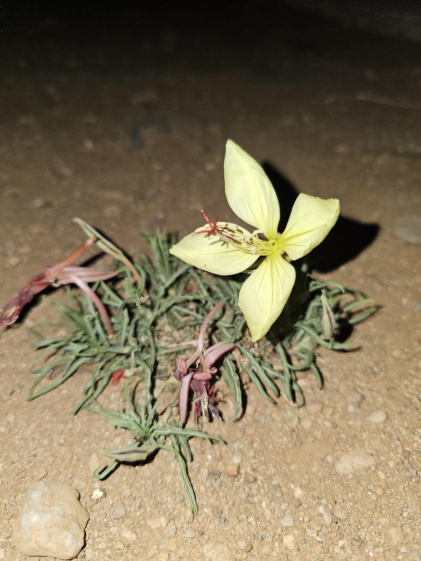 Oenothera havardii image